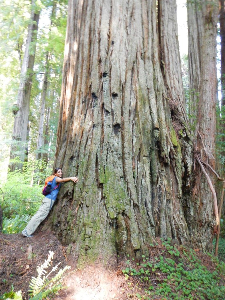 Aug 2013 - Hugging Red Wood trees in Northern California.